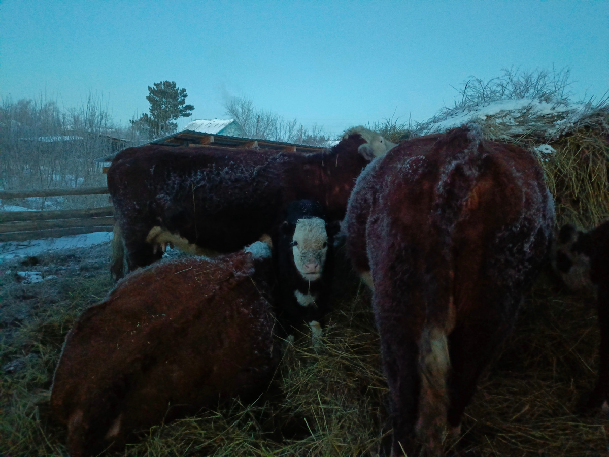 Утро. Морозец. 