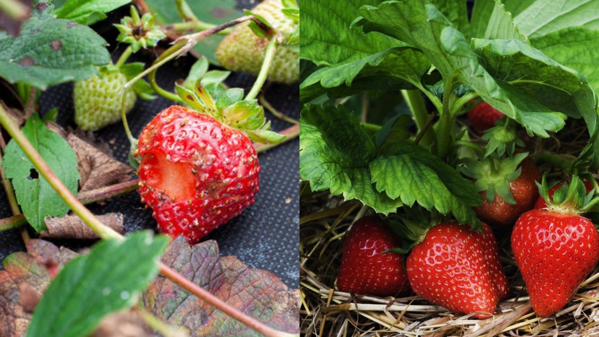 Разница между обработанной и необработанной грядкой через месяц