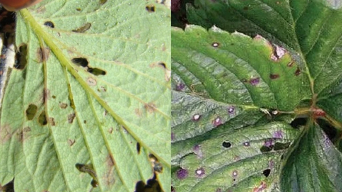 Характерные повреждения листьев клубники долгоносиком