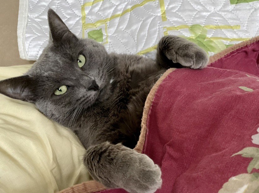 Под лежачий камень вода не течет. Ляг и лежи, спасай всех от наводнения