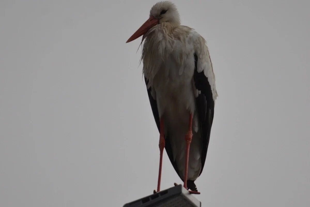    Вернувшийся в Псковскую область из Африки аист Гусар остался без гнезда