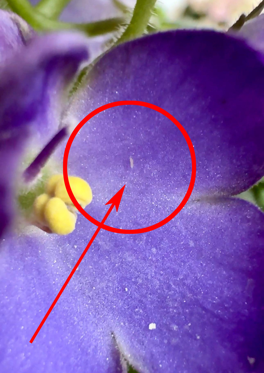 Трипс на фиалке