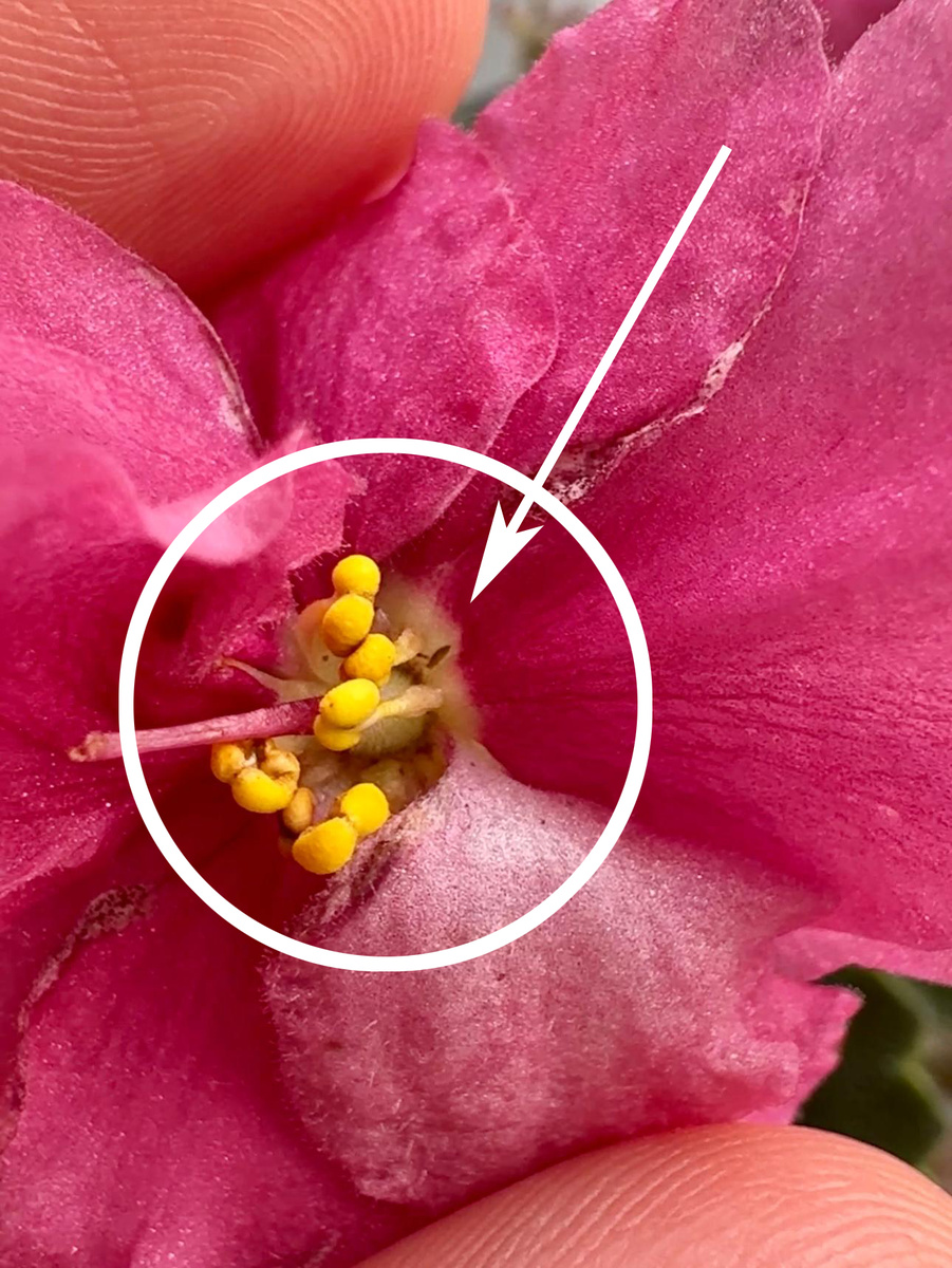 Трипс на фиалке