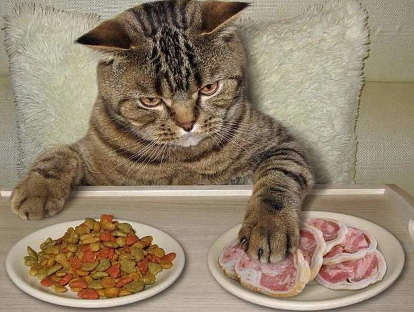 Кот и опасные продукты