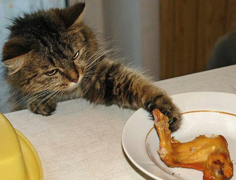 Кот ворует вкусняшку