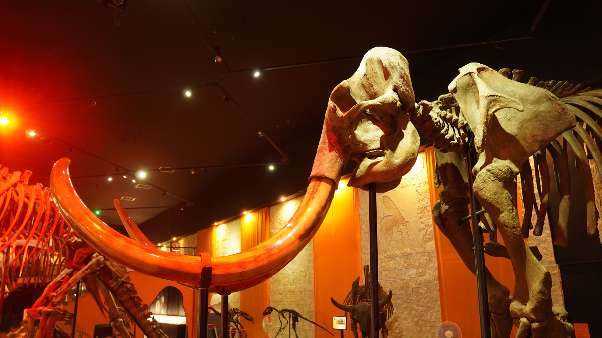 Музей Пермских древностей