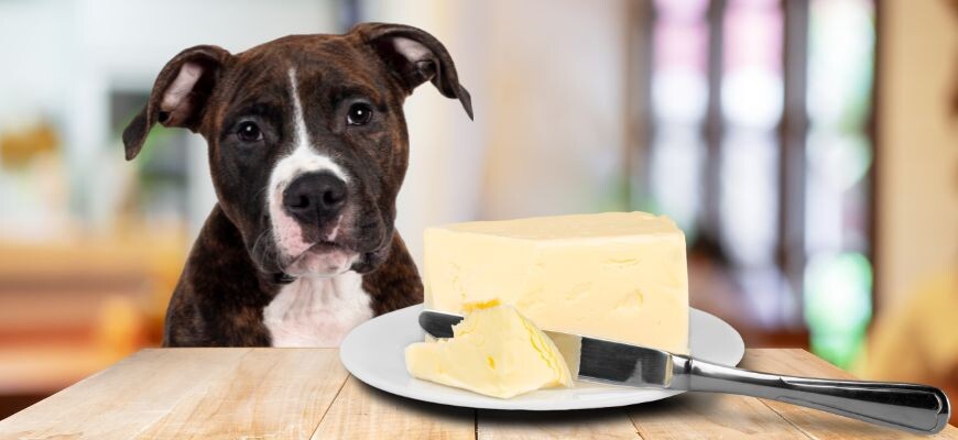 источник фото: https://dogbreeds.name/wp-content/uploads/2024/02/mozhno-li-sobake-slivochnoe-maslo.jpg