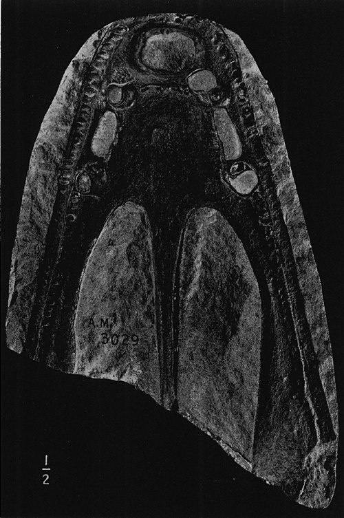 Слепок нижней челюсти станоцефалозавра.