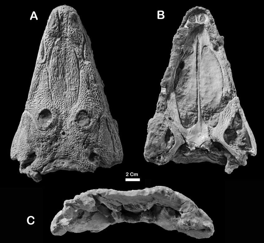 Череп алжирского станоцефалозавра.