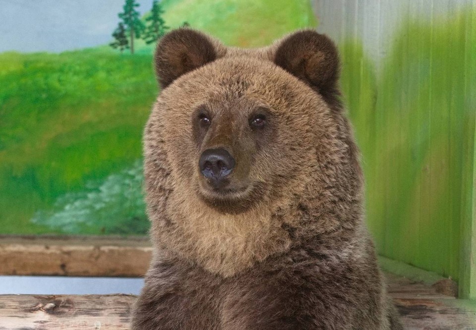    Умка очень тщательно готовился к зимней спячке, но так и не уснул / Фото: Самарский зоопарк