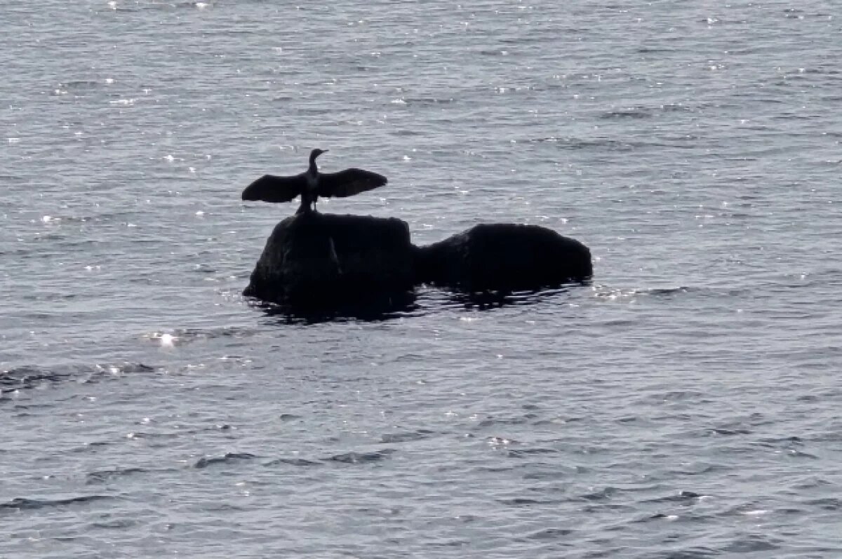    В Сочи к курортному сезону проверили море на наличие мазута