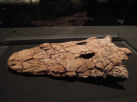 Череп эриозуха.