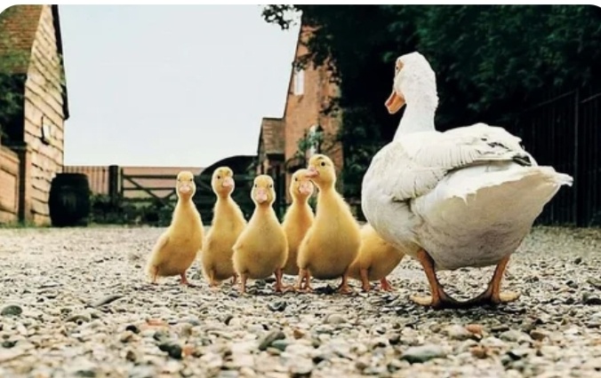 Наш Шарик привел в дом утёнка,видимо,он потерялся от мамы!