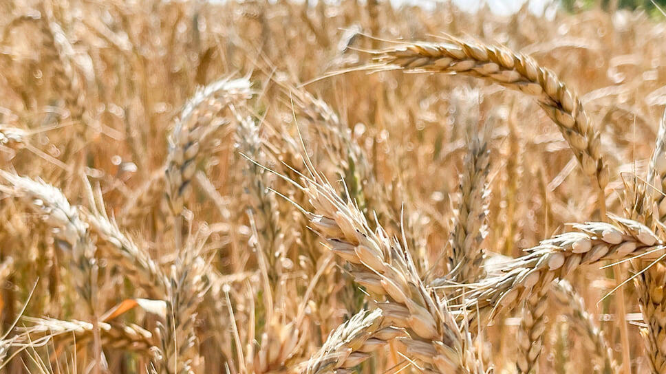 Фото: Игорь Елисеев / Коммерсантъ