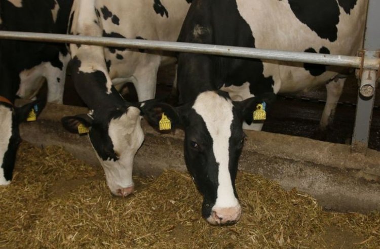    С 1 марта 2026 регистрация племпоголовья во ФГИАС ПР будет обязательной