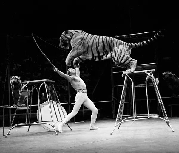 Дрессировщик Степан Денисов с тиграми выступает на арене московского цирка 01.12.1974 
https://ru.sputnik.kg/20150729/1017045409.html Публикация фото преследует исключительно информационные цели.