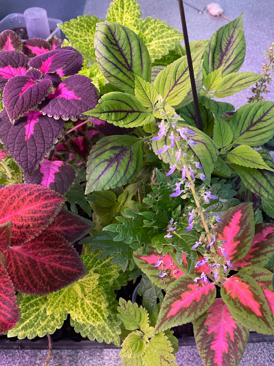 Зимовка в доме 