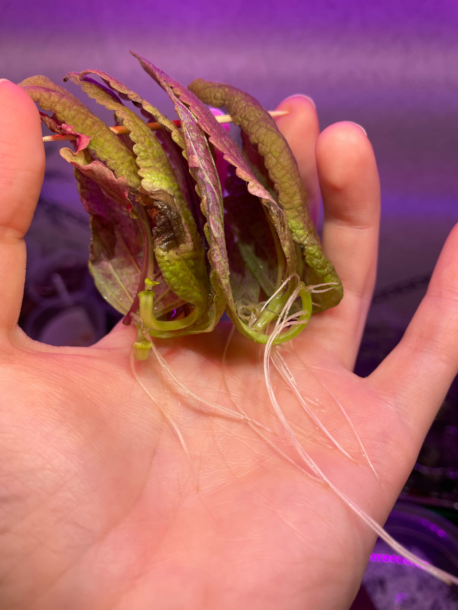 Несколько , даже деток нарастили 