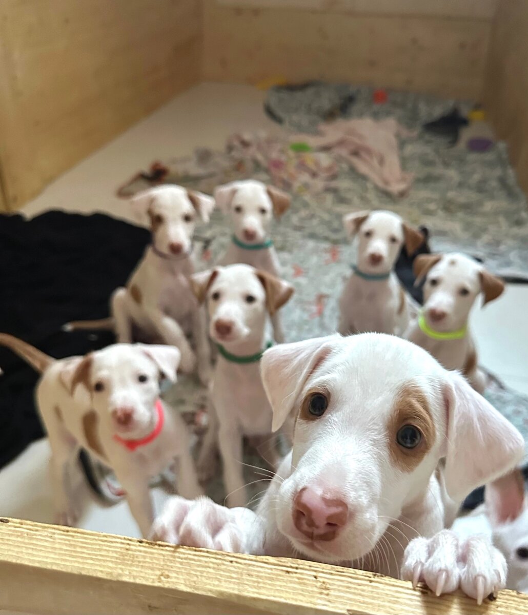 Фото из группы питомника Kanna Nuar 