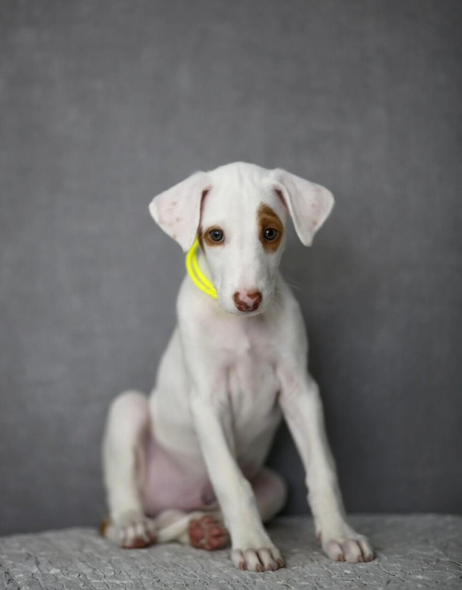 Фото от заводчика, питомник Kanna Nuar 