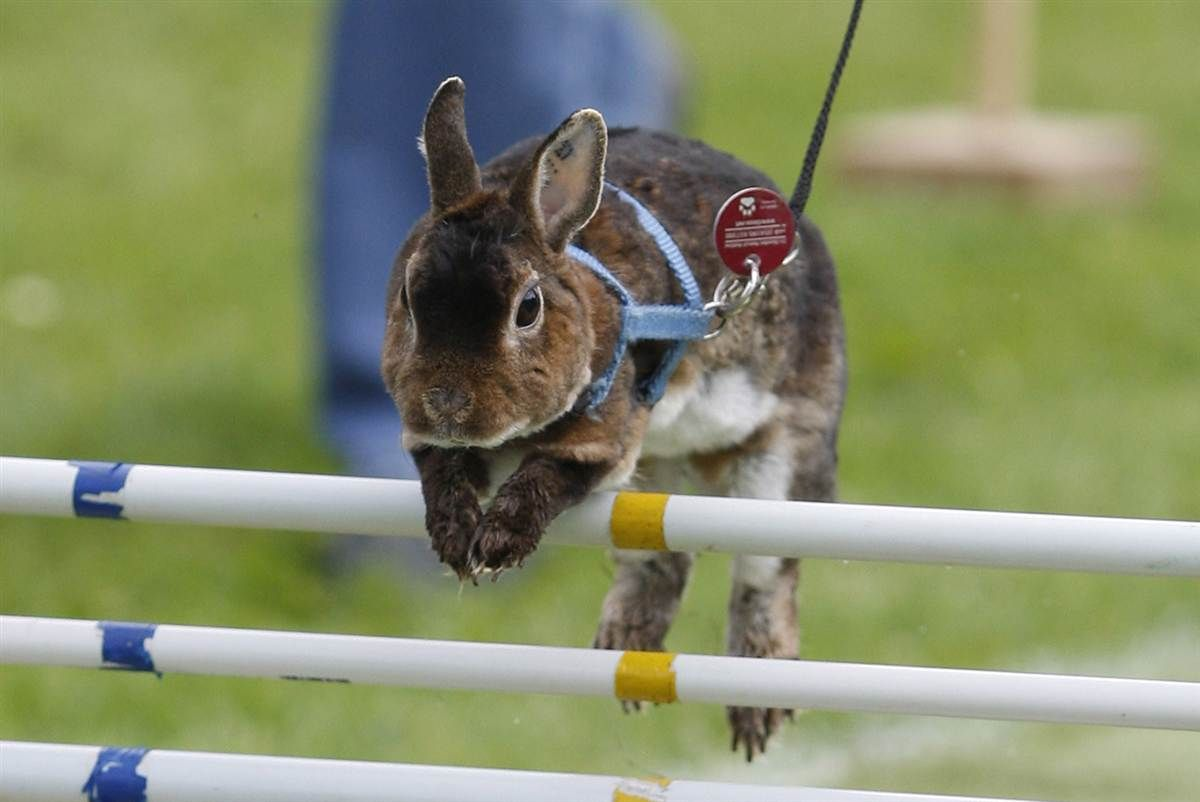 Больше прыжков - менше жиров!