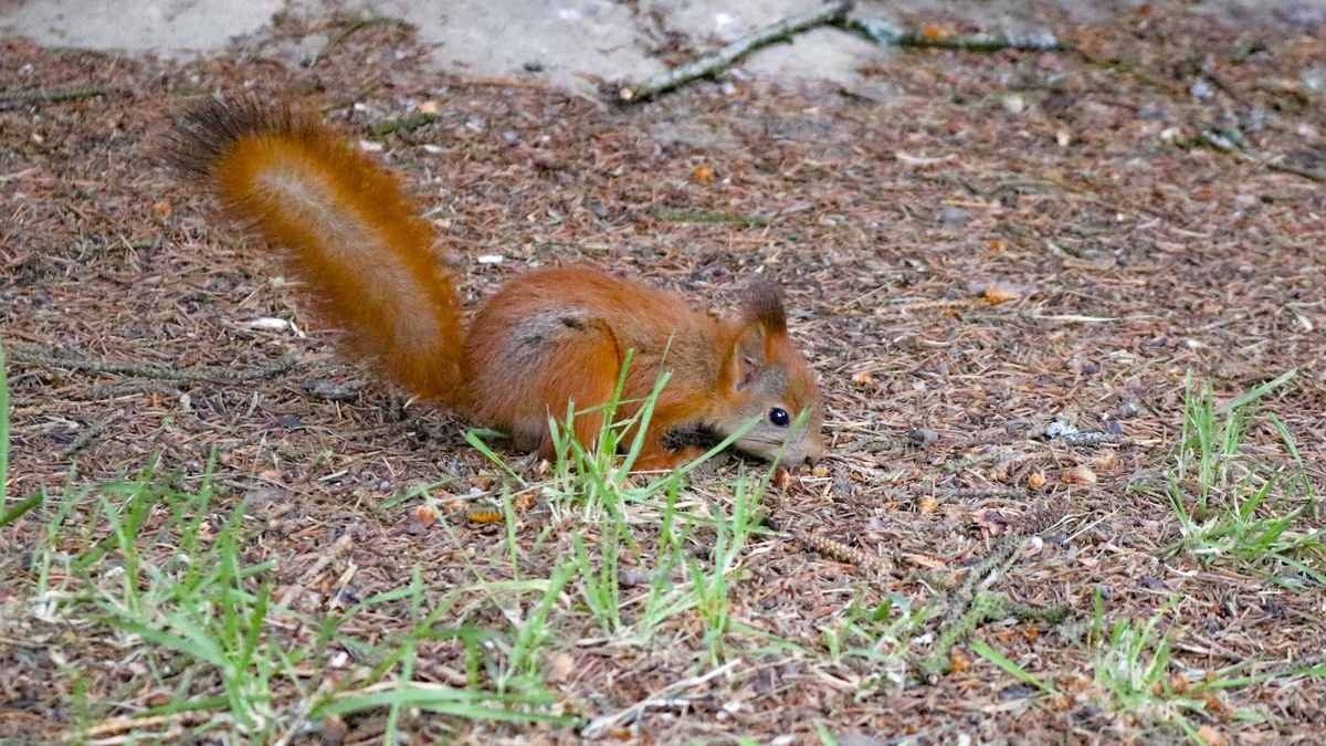 Тихо и спокойно в загородном пансионате. Да и от отдыхающих перепадает что-то вкусненькое