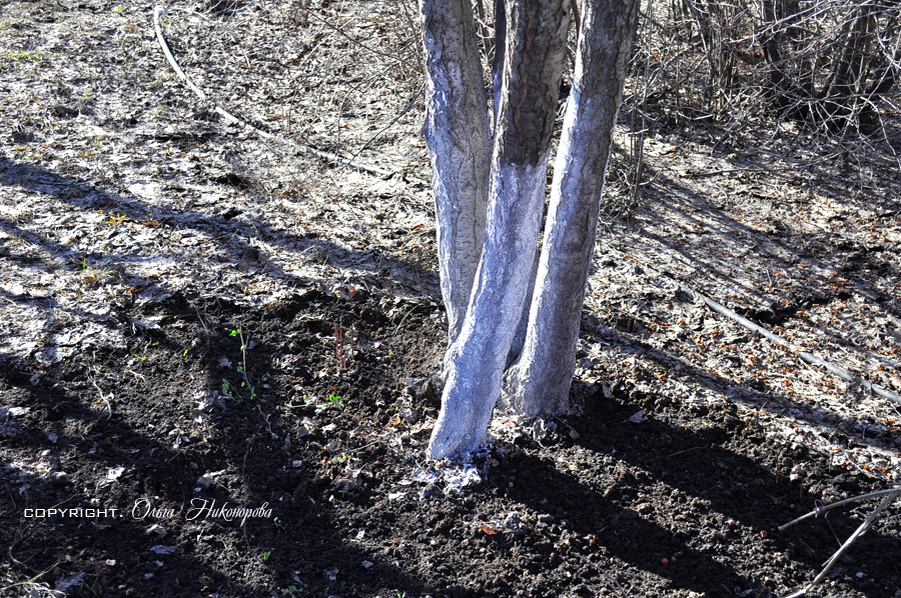 Остатки прошлогодней побелки на сливе.