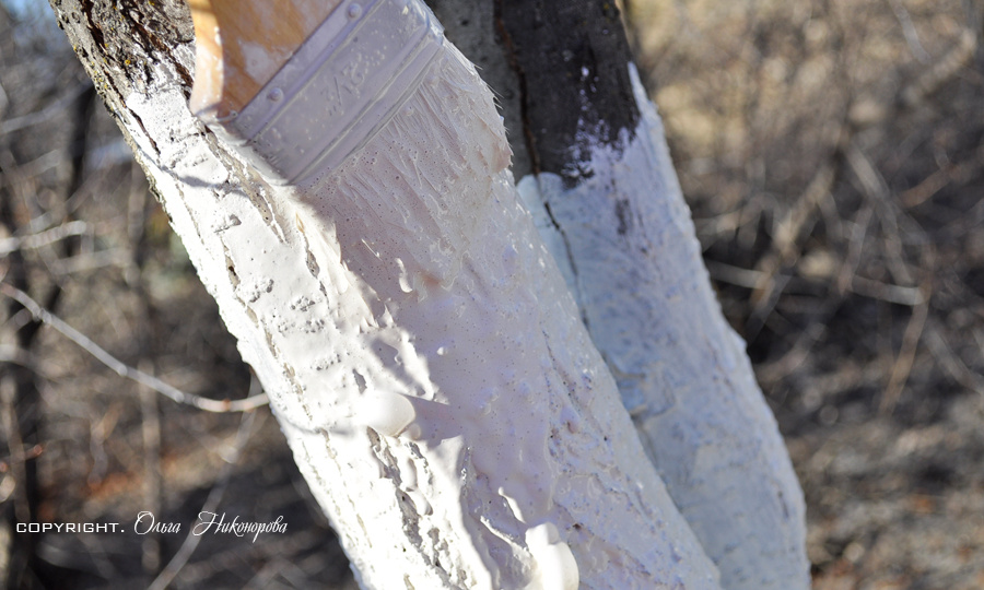 Побелка деревьев весной от А до Я!