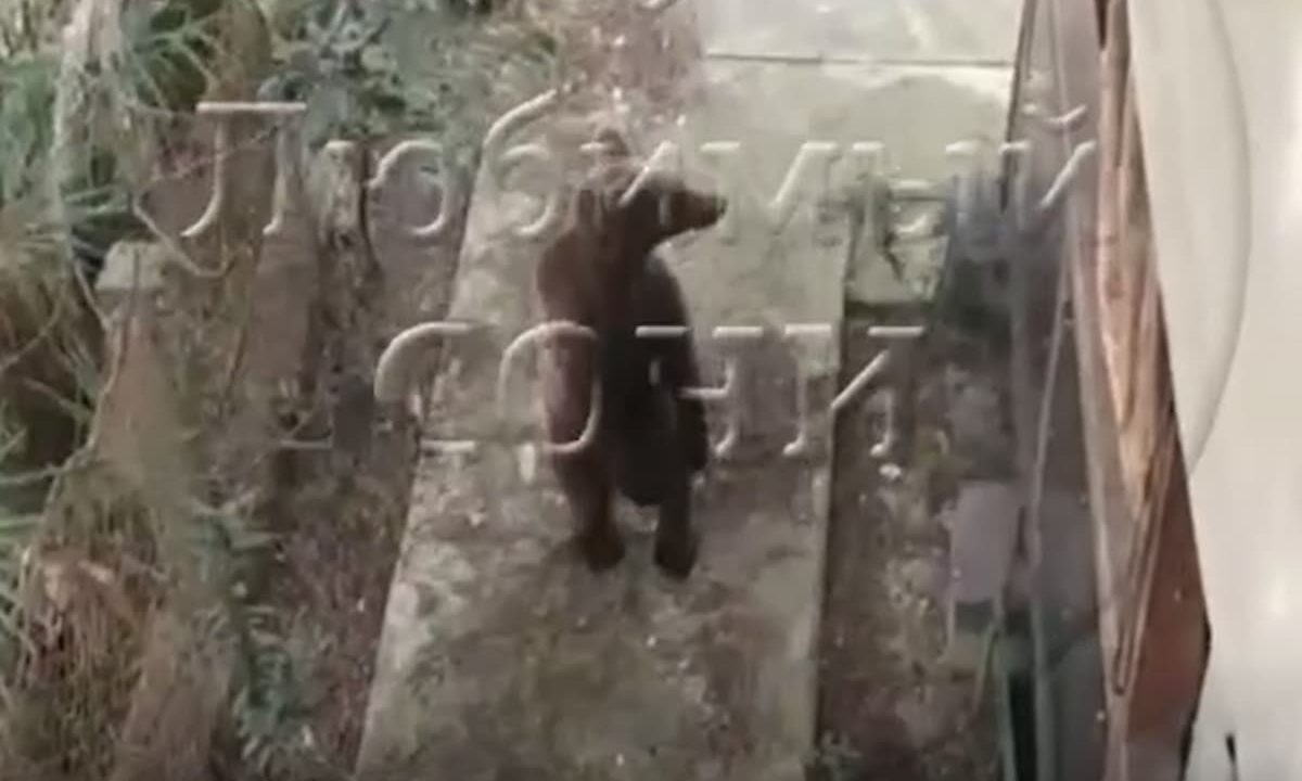    Скриншот видео t.me/love_sochi