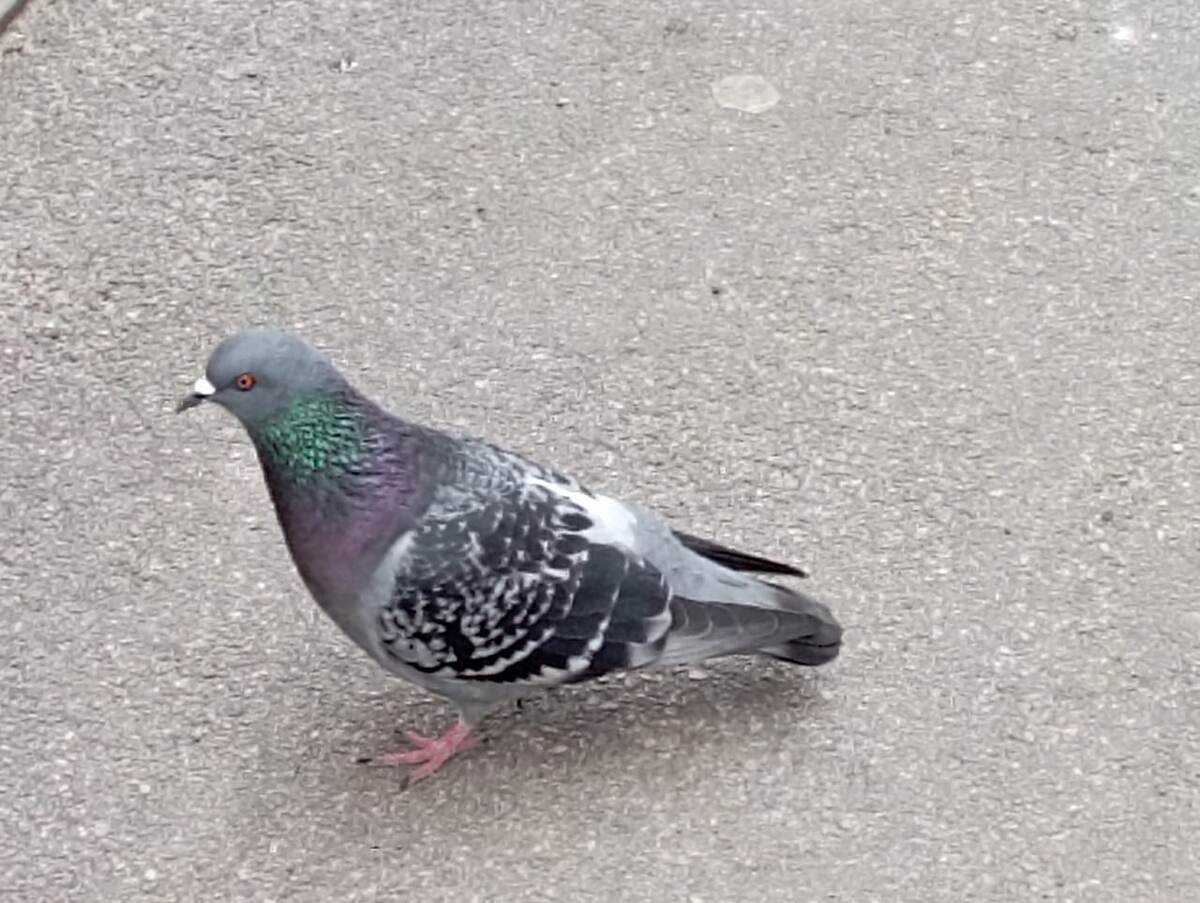 булку у нас хотел взять и в итоге спугнул. но он тут чисто для иллюстрации