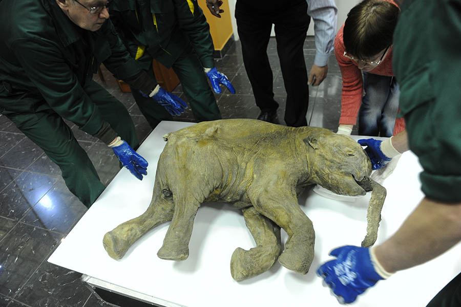    © Кирилл Каллиников/РИА Новости