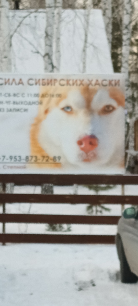 На входе в питомник.       27.12.2024