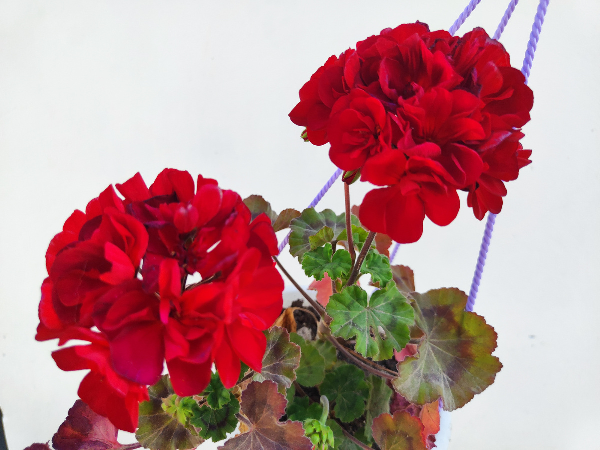 Обычная герань 