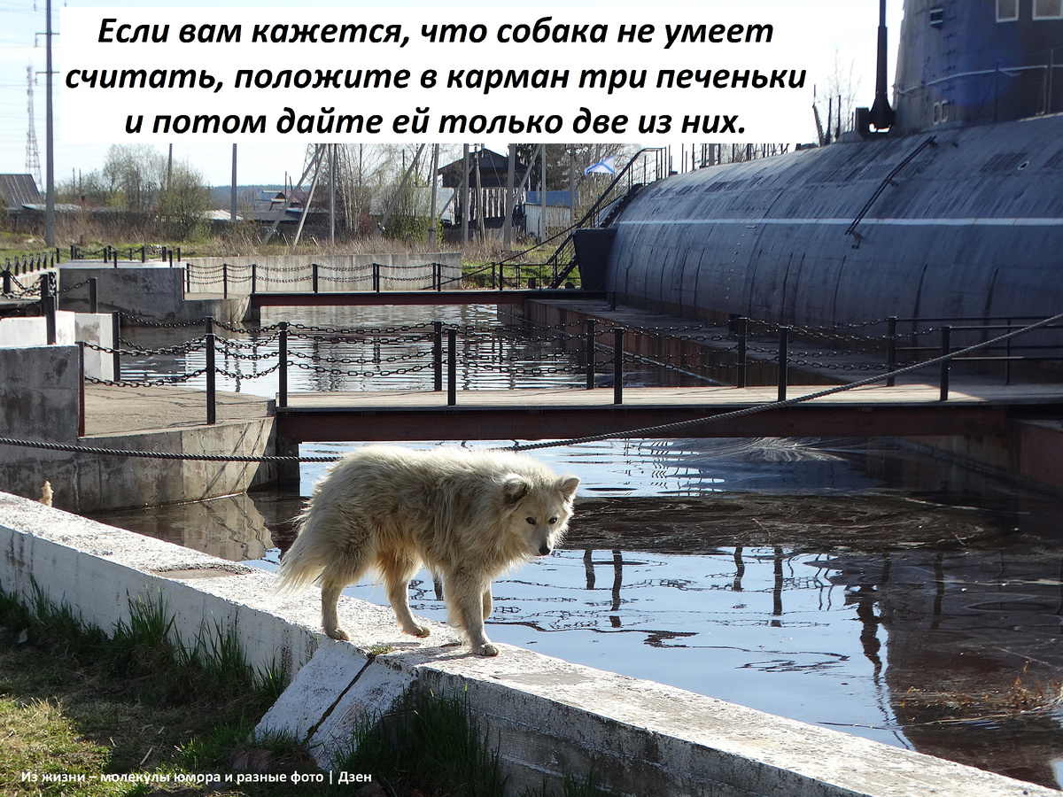 Пёс Бимка, самый известный житель Вытегры, рядом с подводной лодкой.