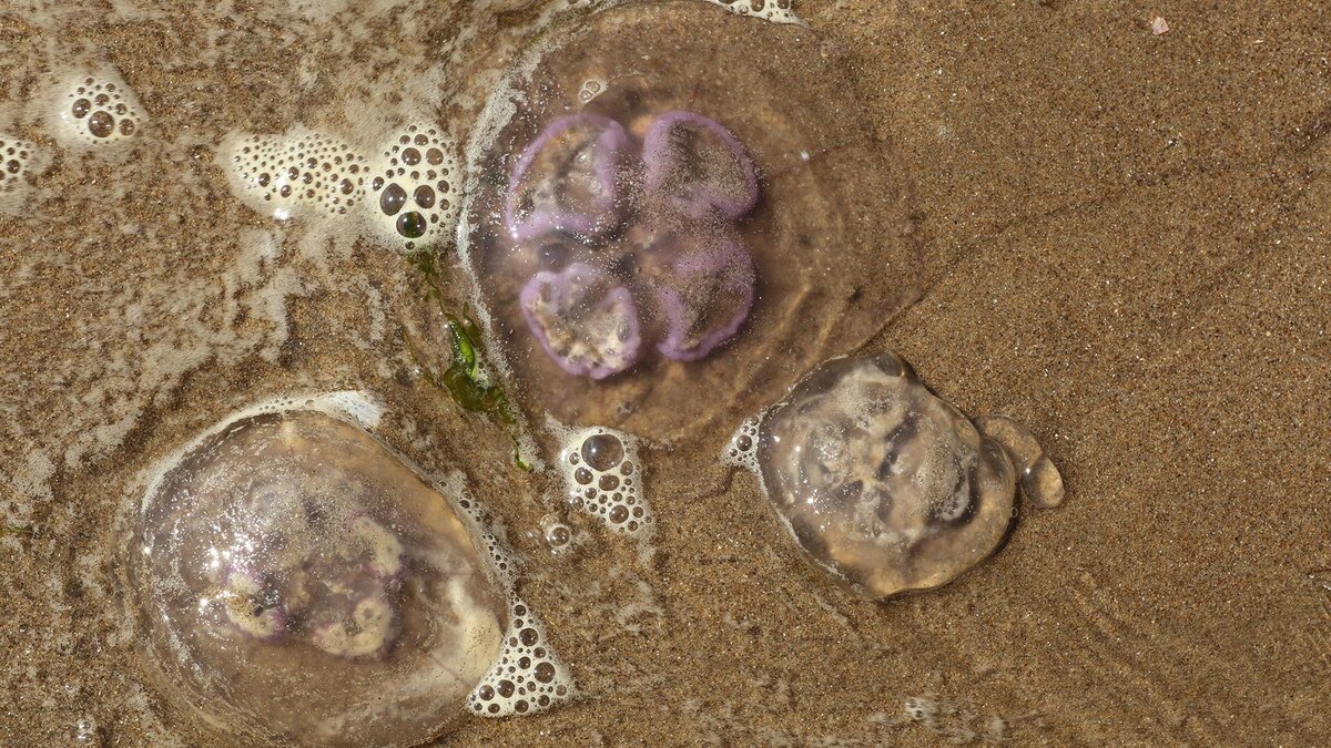 Фото: Steve Trewhella/FLPA/globallookpress.com