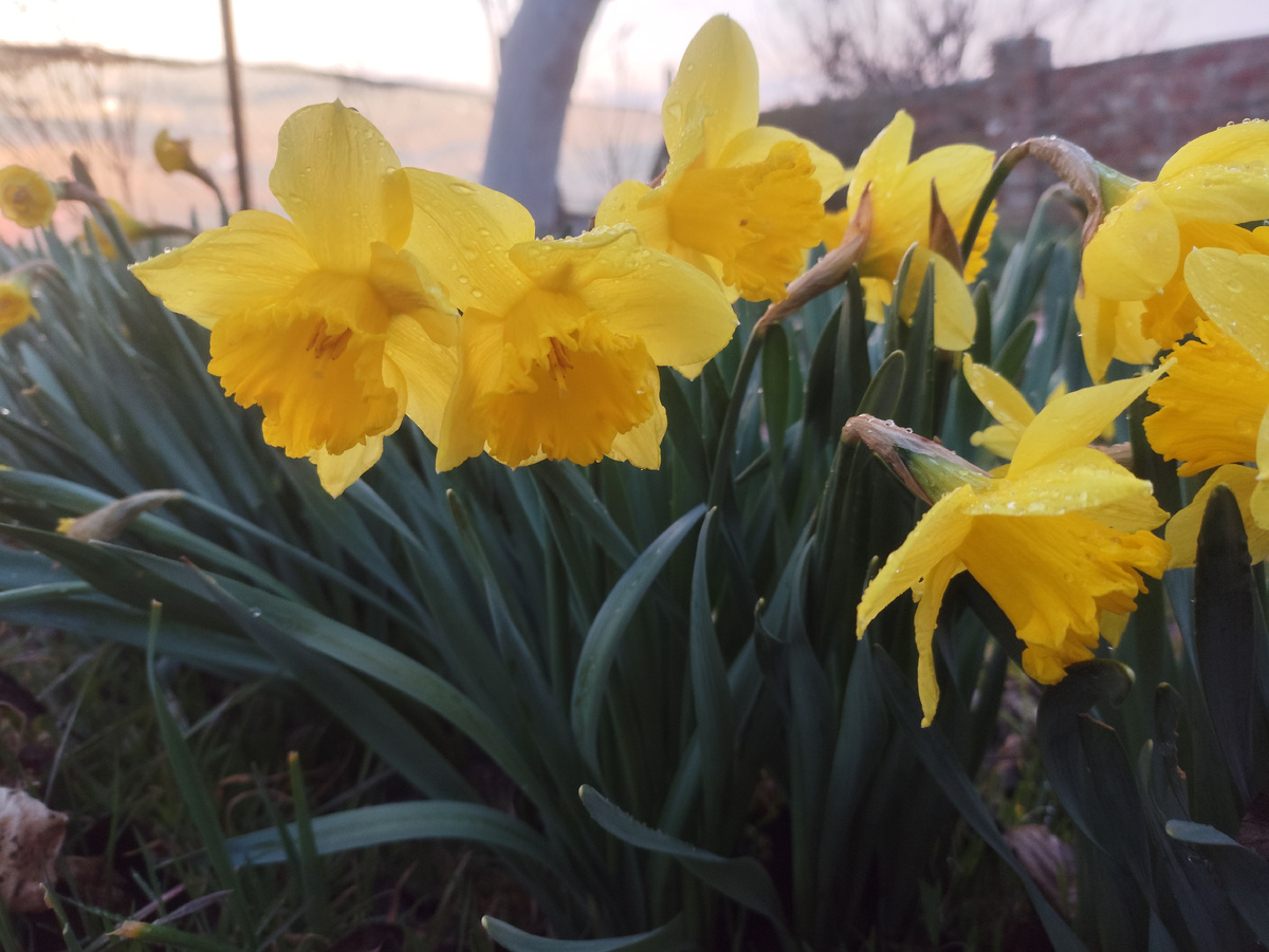 Нарциссы на закате