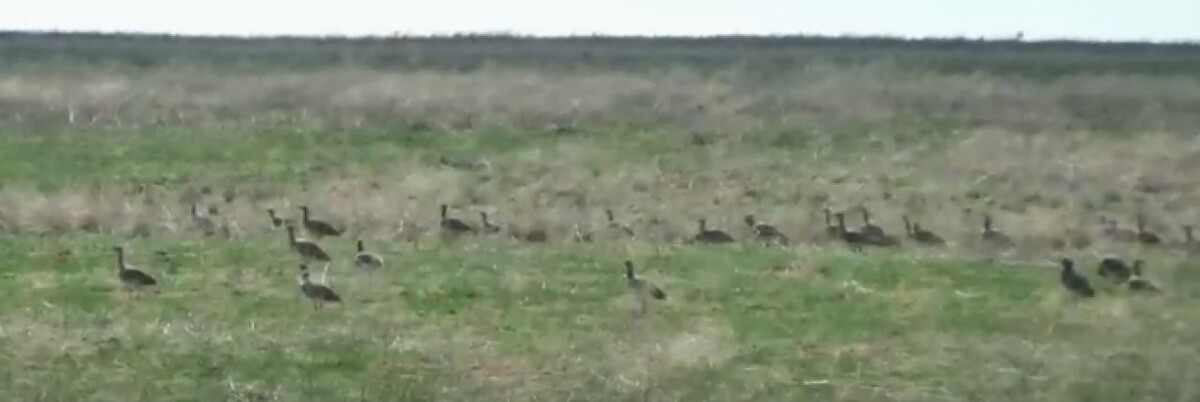 Фото: Заказник "Степной"
