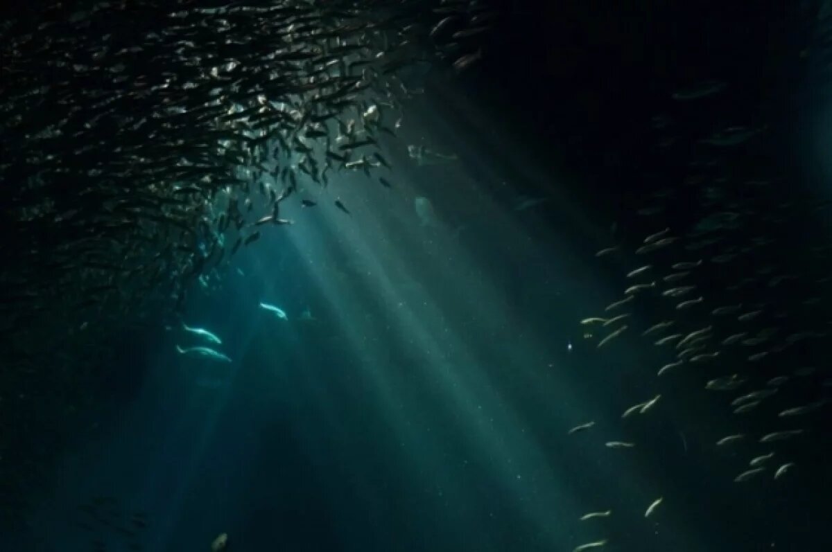    Батискаф смерти.