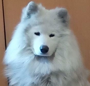 Самоед Умка