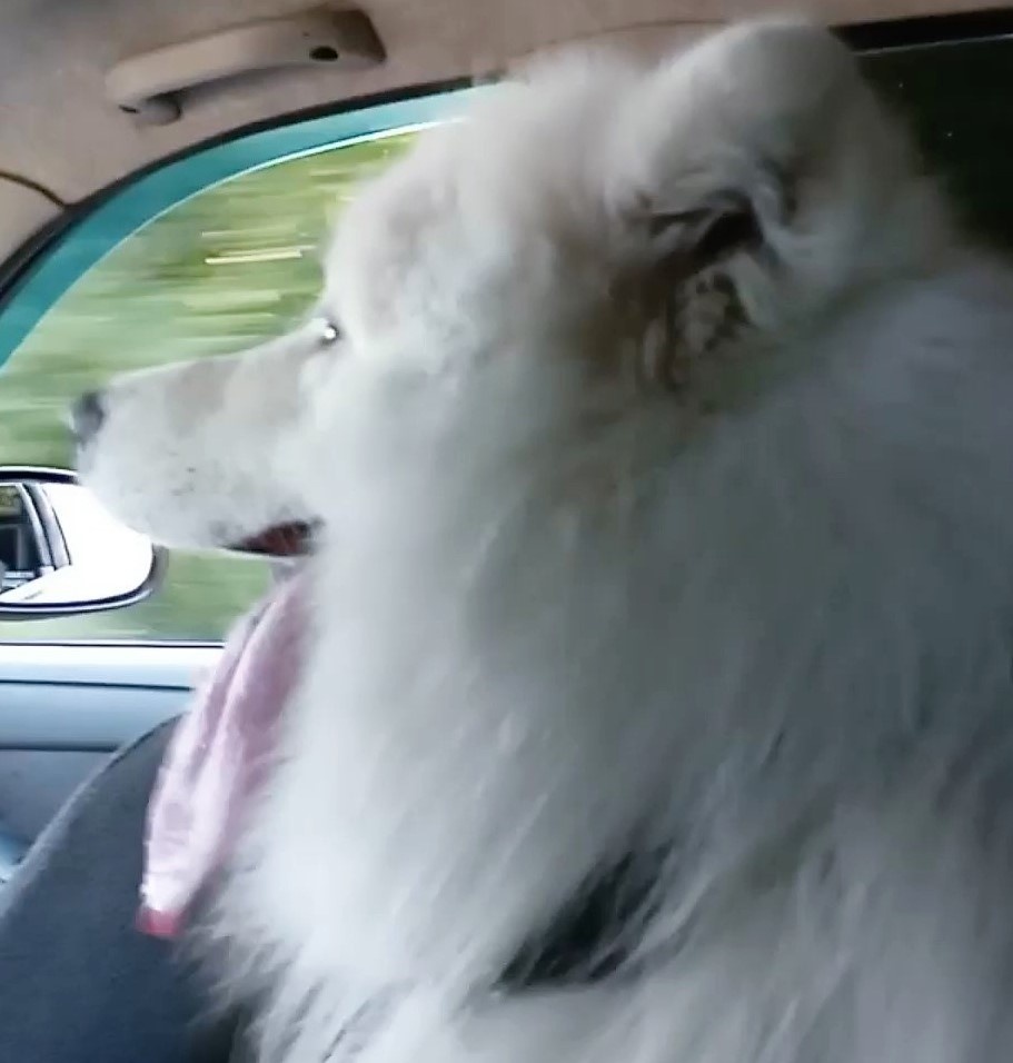 Летом перемещается за пределами участка только так.