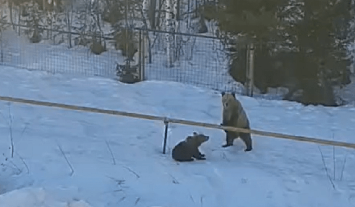     Медведи. Источник: bashkortostan.ru Автор фото: ИА "Башинформ", Роман Якимчук