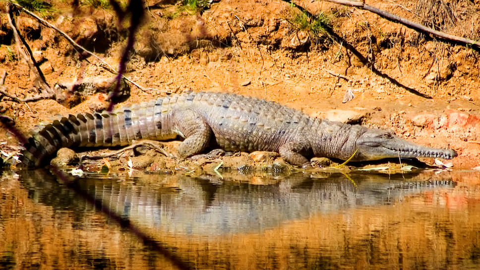 Река Фицрой в Брисбене — известное место обитания крокодилов.📷Фото: Auscape / Universal Images Group / Getty Images