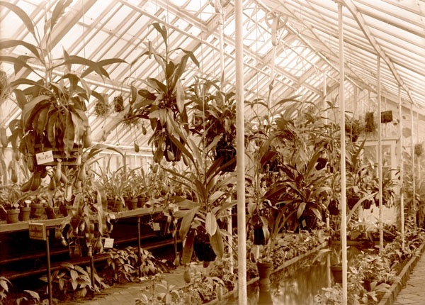 Дом орхидей,  MBR, 1890 год. Фото: https://www.mobot.org/mobot/archives 