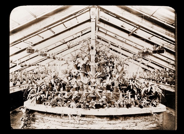 Дом орхидей, холодная часть, MBR, 1900 г. Фото: https://www.mobot.org/mobot/archives