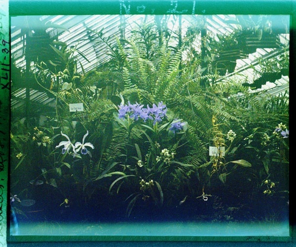 Дом орхидей,  MBR, 1909 г. Фото: https://www.mobot.org/mobot/archives