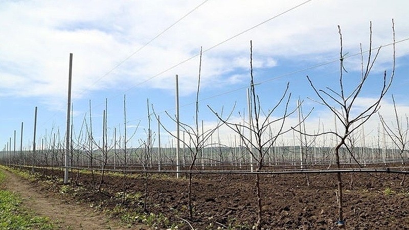      Фото: Минсельхоз СК