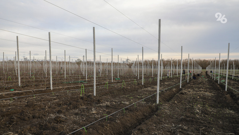    Весенняя кампания по закладке садов началась на Ставрополье Фото: Дмитрий Ахмадуллин / / ИА «Победа26»