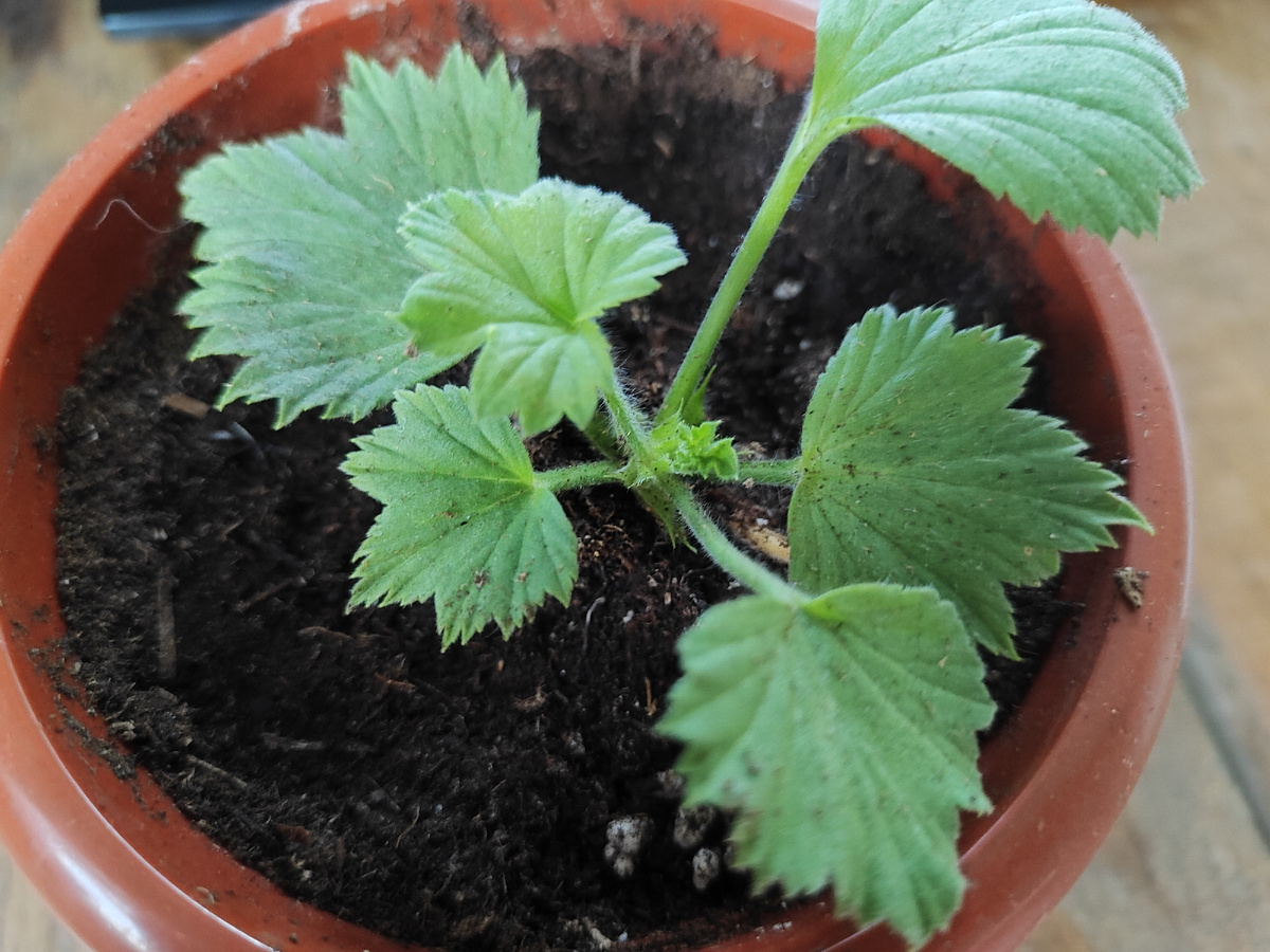 наконец-то укоренилась 