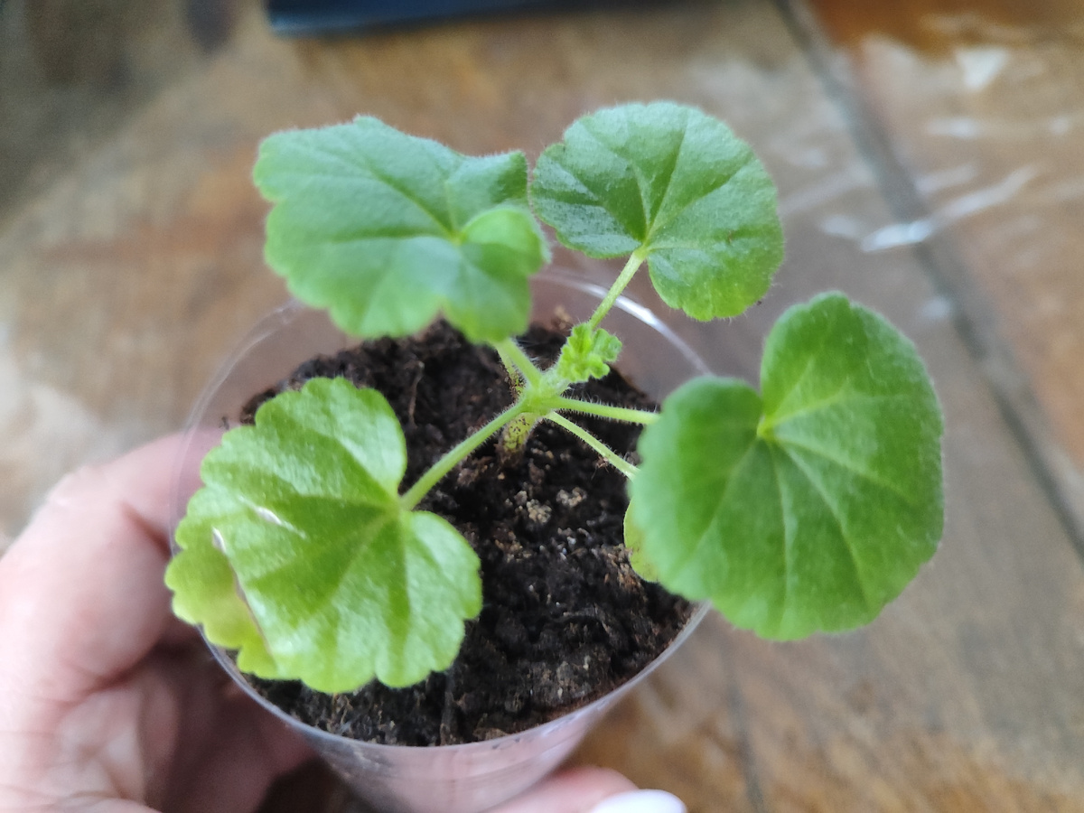 отстает, возможно плохое семячко или руки кривые у меня, остальные растут гораздо интенсивнее 