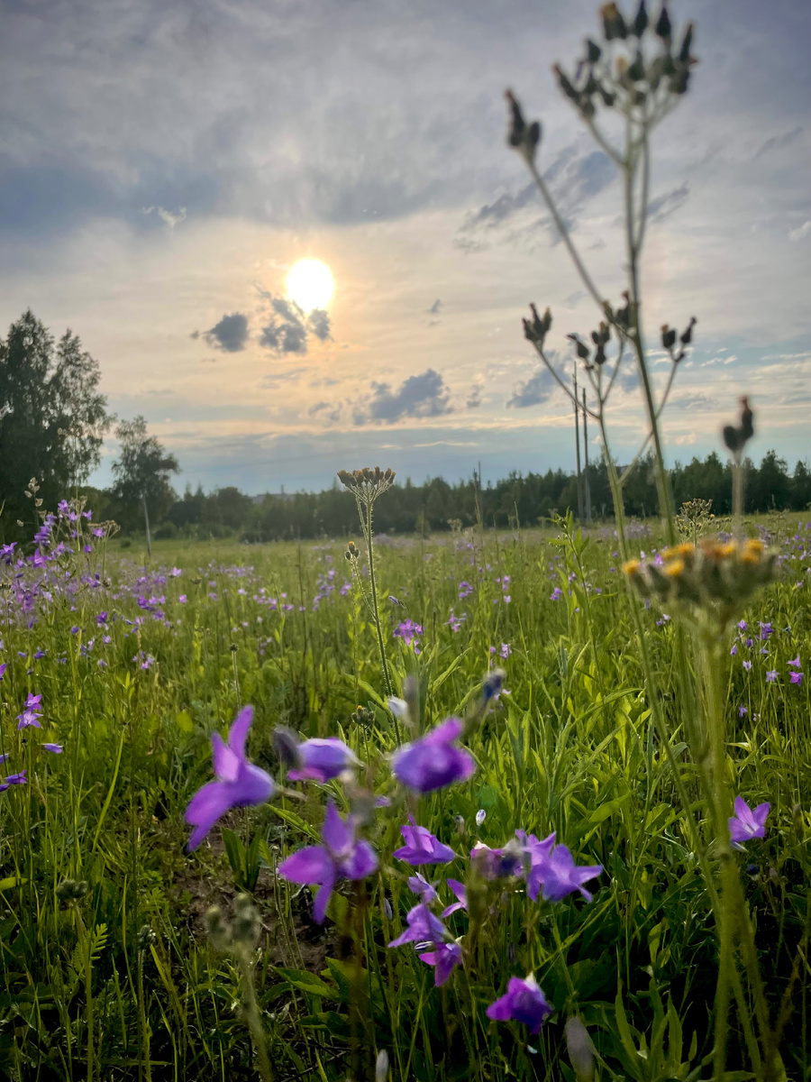 Это поле прошлым летом! Красота да и только!